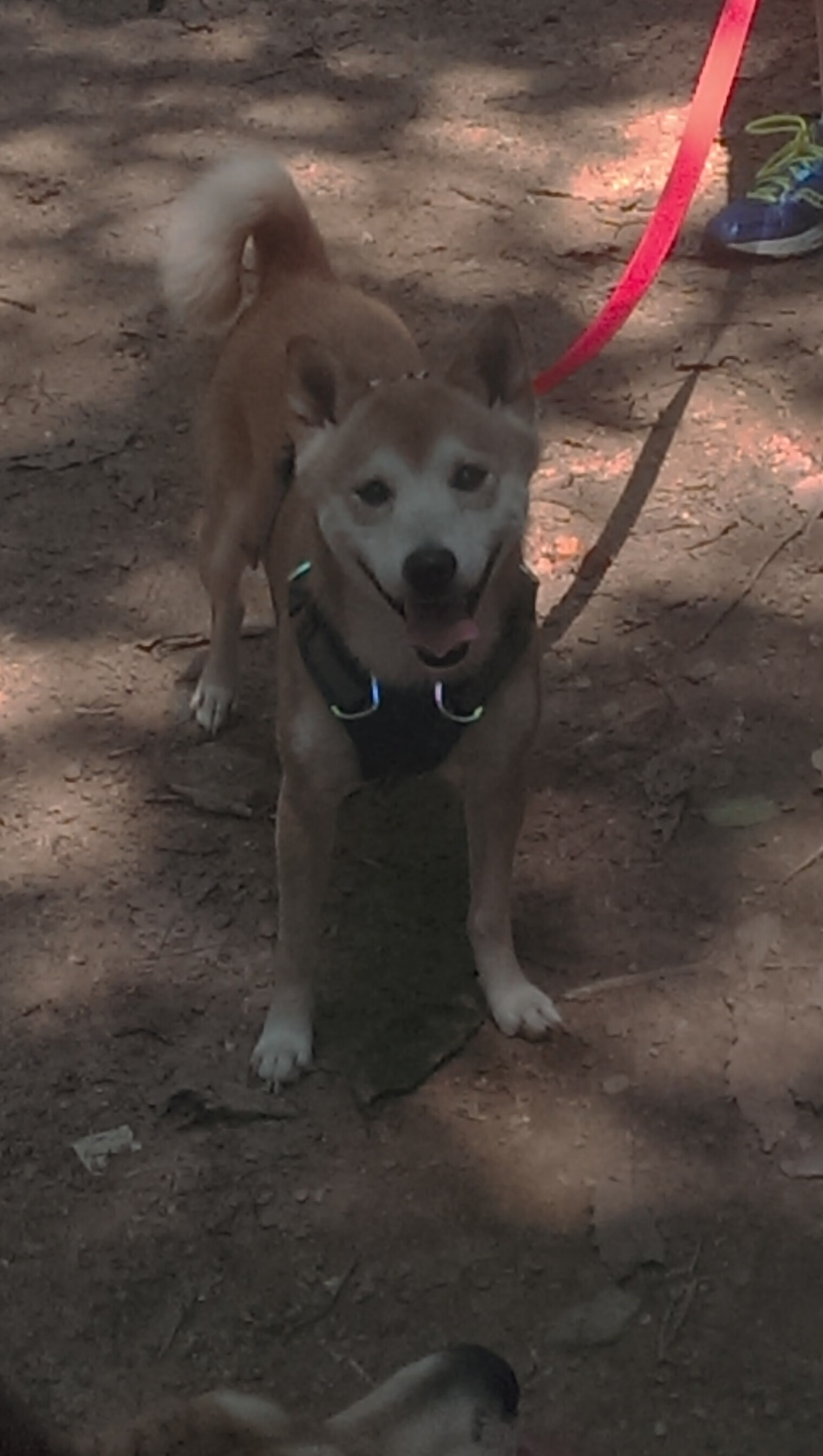 爱游戏平台-PSG.LGD赛季开局表现强劲，psg.lgd战队最新成员