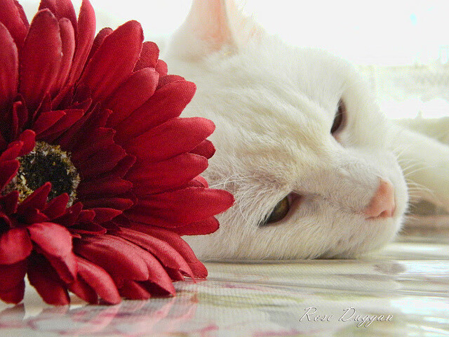 爱游戏平台-RNG阵容深度不断增强，rng阵容深度不断增强什么意思