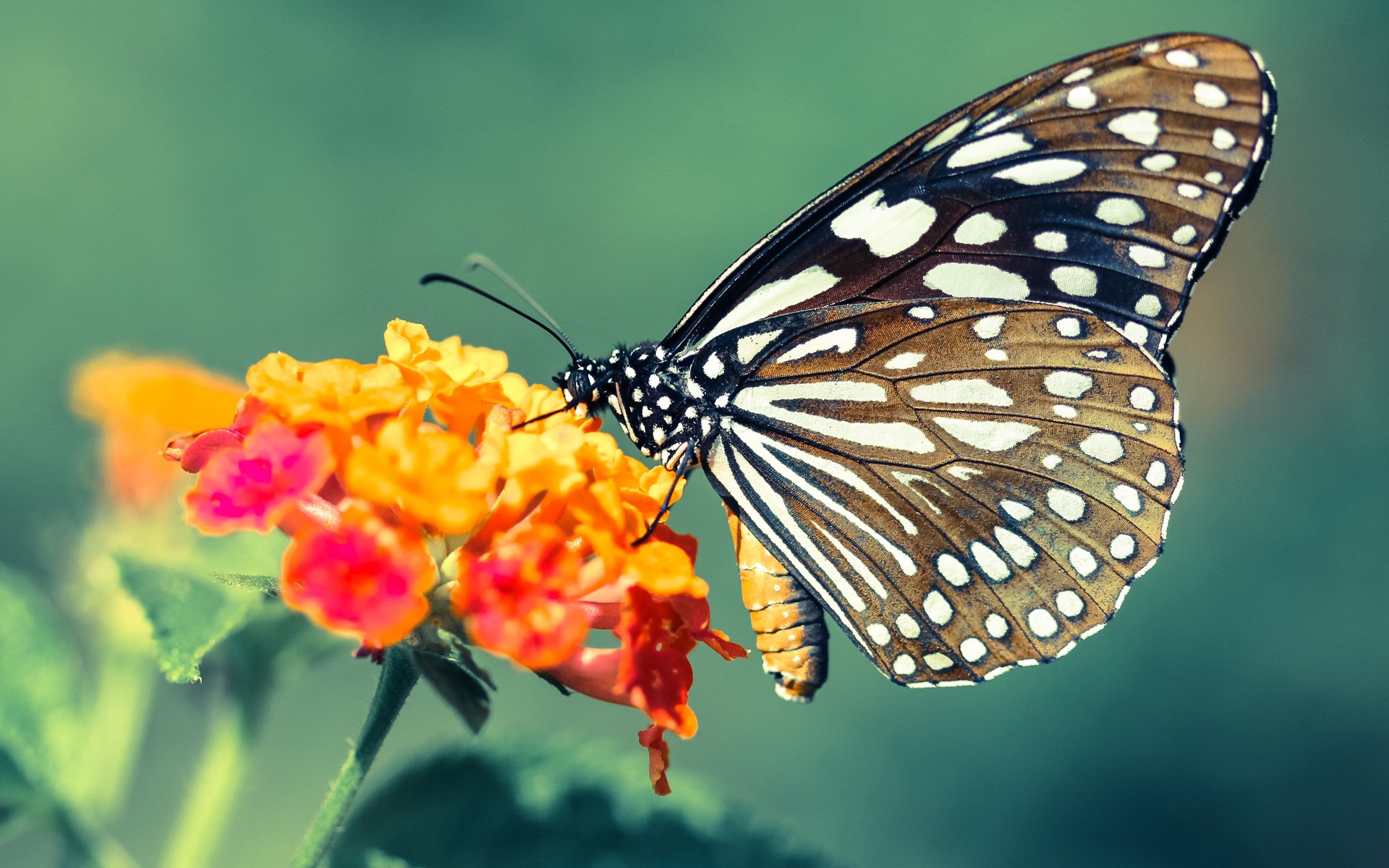 伊朗队前锋马丁内斯在巴黎奥运会上表现出色,伊朗马球