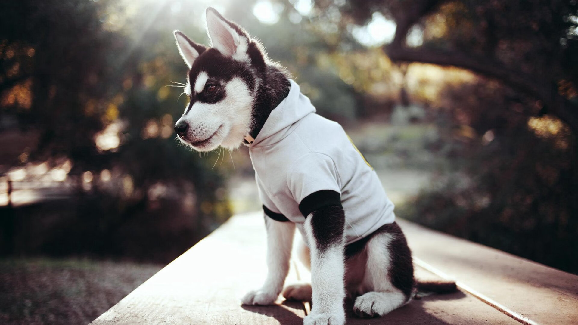 尤文图斯成功晋级八强,欧冠奇迹,尤文图斯八连冠