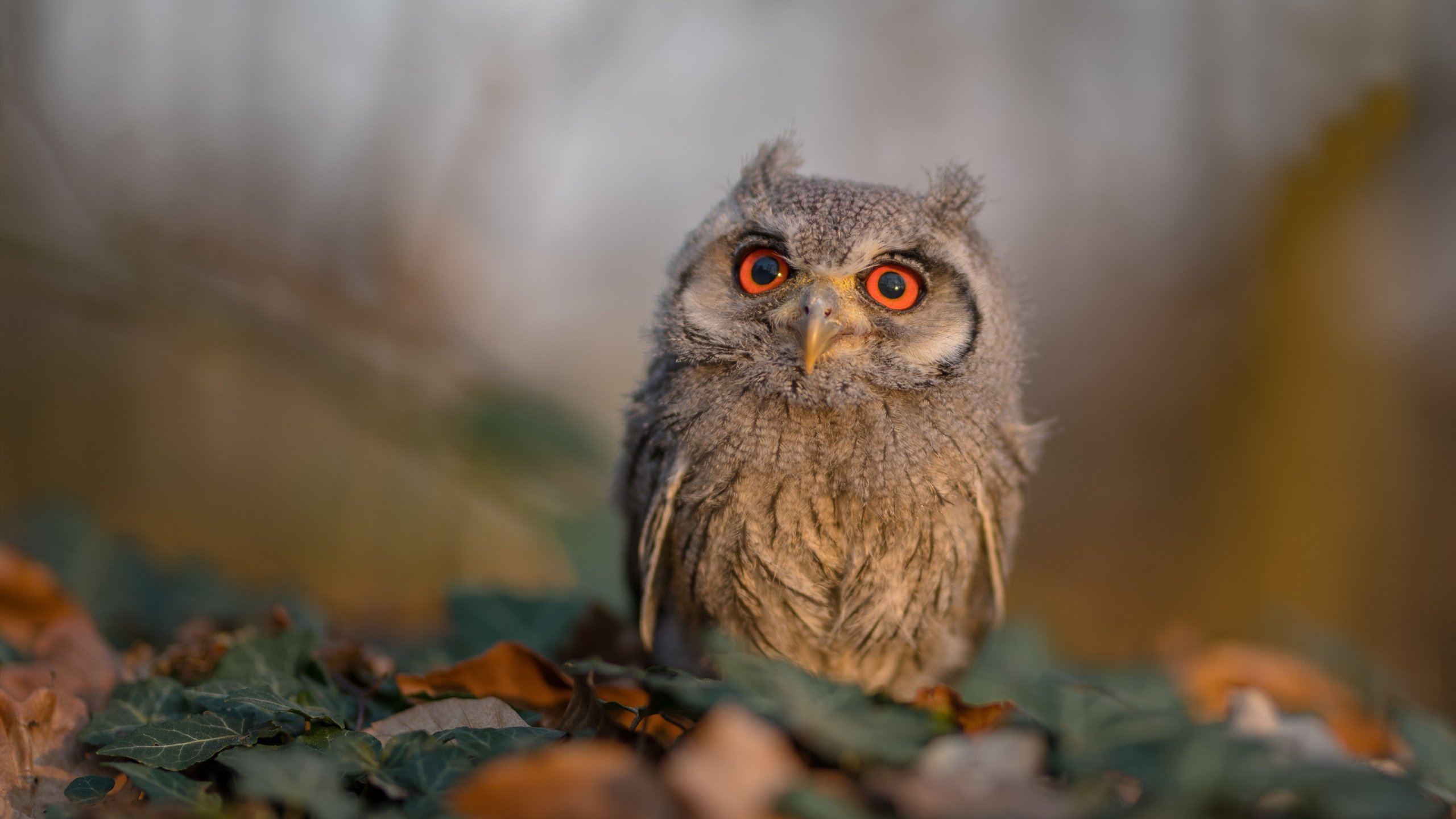 爱游戏体育官方网站-悬念不断！欧国联赛场上精彩连连，欧国联赛比赛结果