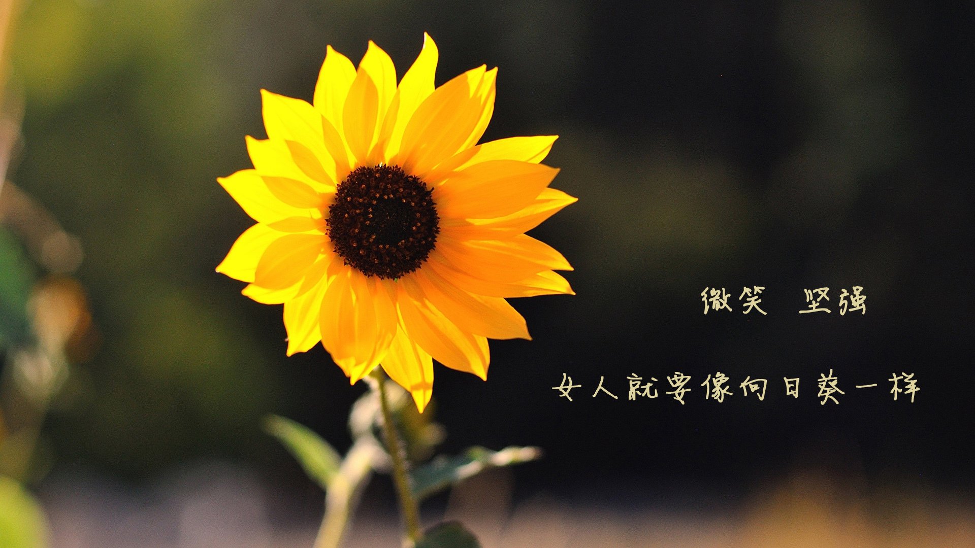 爱游戏-电竞直播技术的发展与未来趋势预测，电竞直播市场