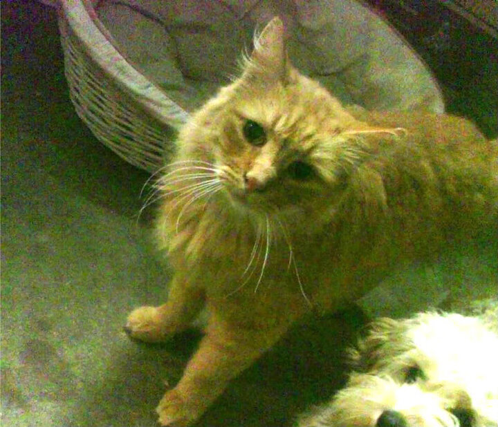 爱游戏在线登录入口-高水平足球比赛中球员防守稳固，取得胜利，足球高水平新政策