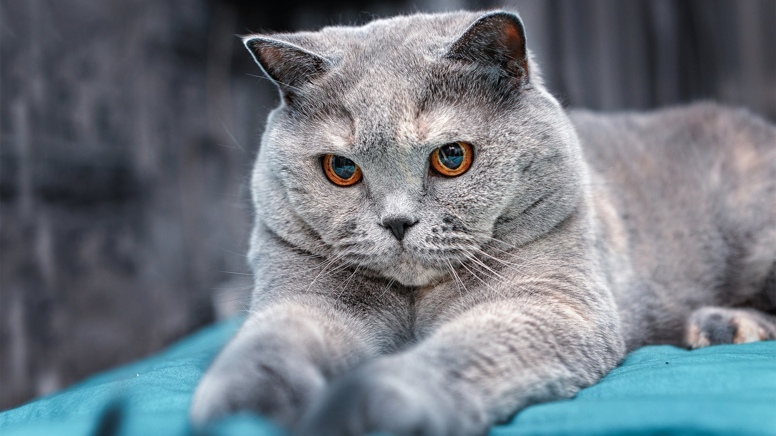 “生死搏杀,四川省体育馆自由搏击赛火爆登场”