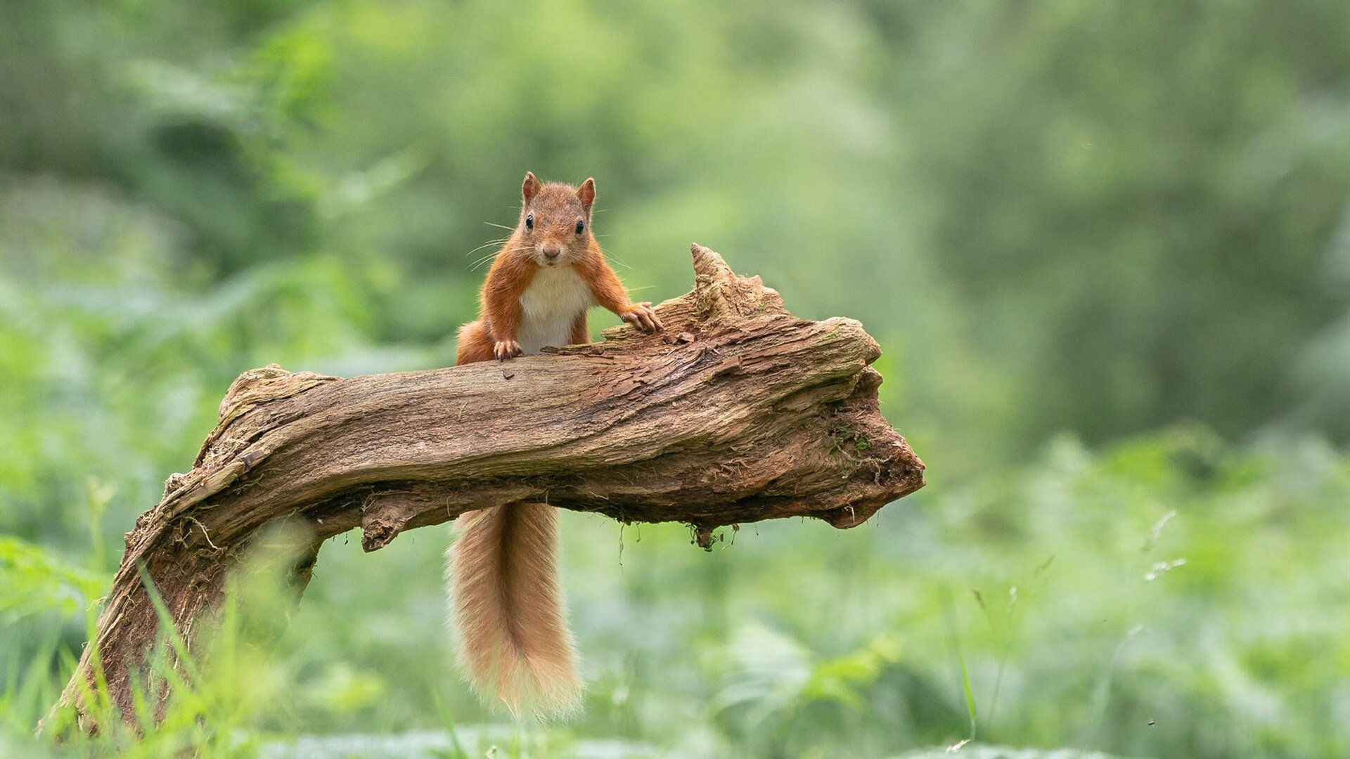 快攻节奏如何影响内线球员跑动距离，论述快攻的形式及快攻的训练方法