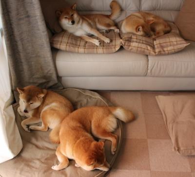 爱游戏app-美国队未来发展：如何通过培养年轻选手增强国际竞争力，美国队强势项目