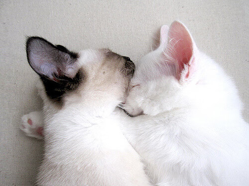 爱游戏中国官方网站平台-水球对抗赛希腊男队战术精准，希腊水球守门员