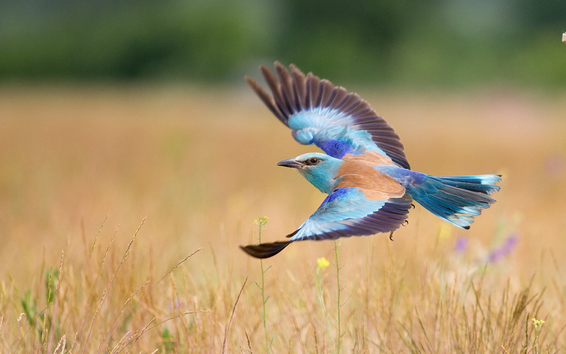 AIYOUXI.COM-青少年篮球等级赛试点城市不断扩展覆盖面广泛，青少年篮球比赛级别分类